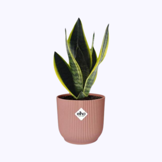 Slangenplant, Schoonmoederstong, Zwaardvormig Donkergroen Blad met strepen, Sansevieria Futura Superba in ELHO Vibes Fold 14cm