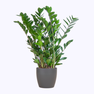 Zamioculcas Zamiifolia met Potter grijs - 80cm - Ø21