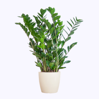 Zamioculcas Zamiifolia met Potter wit - 80cm - Ø21