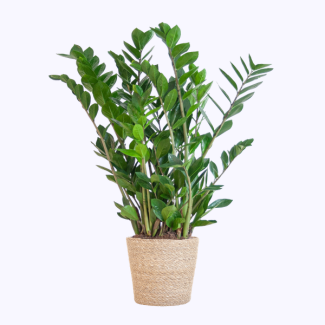 Zamioculcas Zamiifolia met Zeegras mand naturel  - 80cm - Ø21