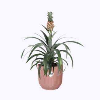 Ananas plant  in ELHO Vibes Fold roze