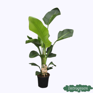 Witte Paradijsvogelplant, Tropische Groene Plant, Strelitzia Nicolai,  Ø17cm - ↕70cm