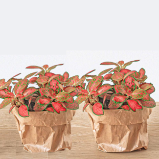 2 Stuks Mozaïekplantje