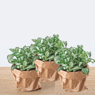 3 Stuks Mozaïekplantjes