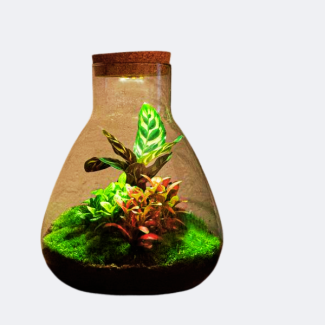 DIY Planten terrarium met licht - Sam Calathea - Ø 24 5 cm ↑ 30 cm - No tools