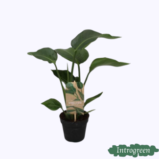 Witte Paradijsvogelplant, Tropische Groene Plant, Strelitzia Nicolai,  Ø13cm - ↕35cm