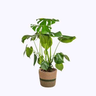 Monstera Deliciosa Tauerii, inclusief mand Ø21cm  - Hoogte 70–90 cm