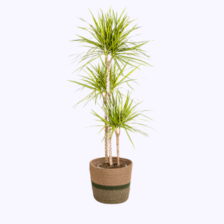 Dracaena met gele strepen inclusief mand Ø24cm ↕130 - 150cm