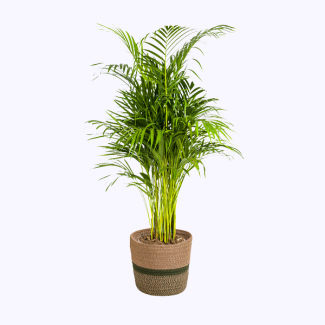 Goudpalm in decoratie mand Ø21cm - ↕100 - 120cm veerachtige kamerplant