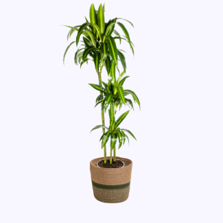 Drakenbloedboom
 Hawaiian Sunshine 