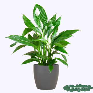 De Lepelplant of De VredesLelie, Bekend om zijn Witte Bloemen, Pathiphyllum met Pot Viber Kleur Grijs - 80cm - Ø21