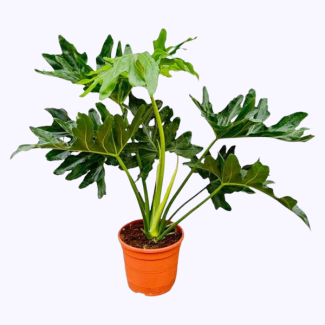 Philodendron Selloum - 60 cm - Tropische kamerplant met opvallende bladeren