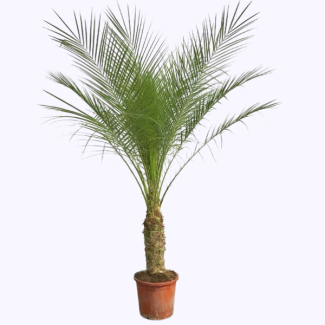 Dwergdadelpalm