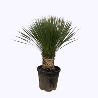 Blauwe Yucca