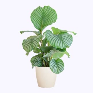 Calathea Orbifolia met Potter wit - 65cm - Ø21
