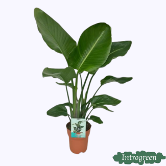 Witte Paradijsvogelplant, Tropische Groene Plant, Strelitzia Nicolai,  Ø19cm - ↕95cm