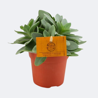 Vetplant Kruiskruid