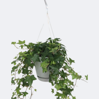Klimop Hang in Hangpot Wit / Basic 