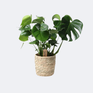 De Gatenplant in Mand,  Monstera in Basket Palmleaf, Ø21 cm – ↕60 cm