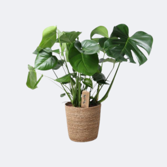 De Gatenplant in Naturel Mand, Monstera n Natural Basket, Ø21 cm – ↕60 cm