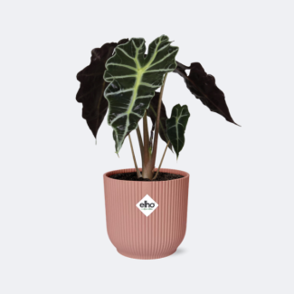 Olifantenoor in ELHO Vibes Fold Kleur Roze, Groene Plant, Tropisch, Karakteristiek blad, Alocasia Polly - Ø14cm - ↕40cm