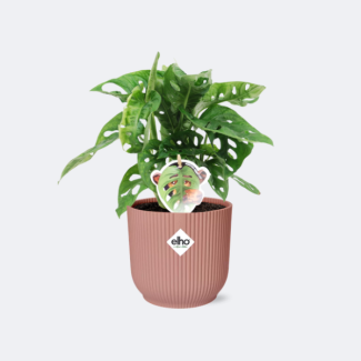 Gatenplant in Elho Bibes Fold Kleur Roze Groene Kamerplant, Tropisch,  Monstera Deliciosa - Ø14cm - ↕60cm