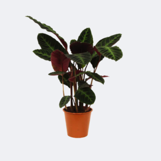 Pauwenplant/schaduwplant met paars groene bladeren,  80 cm hoog, Ø24cm, Calathea warscewiczii