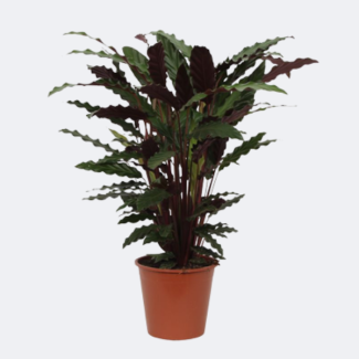 Kamerplant Calathea Wavestar, ookwel Pauwenplant, 80 cm hoog, Ø19 cm