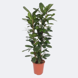 Afrikaanse Vijgenboom | Ficus Cyathistipula | Ficus kamerplant 120 cm Ø27cm