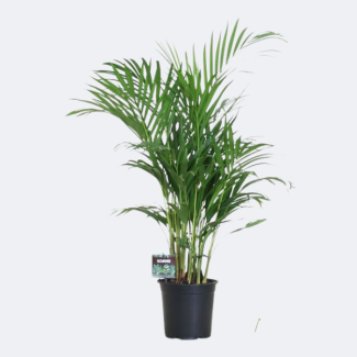 De Goudpalm/Areca Palm, Dypsis Lutescens, Kamerpalm, Ø19 cm – ↕100 cm