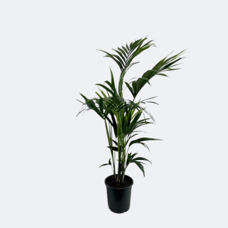 De Kentia Palm, Tropische uitstraling, Groene Plant, Howea Forsteriana - Ø21cm - ↕110cm