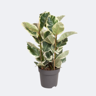 Ficus Tineke kamerplant | ca. 100 cm hoge Rubberboom | Vijg Elastica Tineke Ø27cm