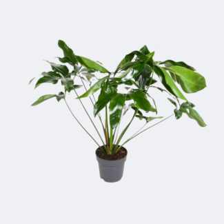 Philodendron groen wonder ca. 100 cm hoogte Ø24cm - elegante kamerplant
