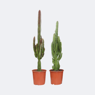 2 Stuks Wolfsmelkplant