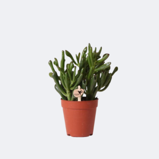 Vetplant, Jadeplant Crassula Hobbit 