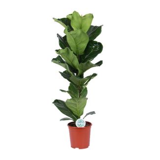 bVioolbladplant, Tropische Kamerplant, Ficus Lyrata  Ø21- 90cm Hoog