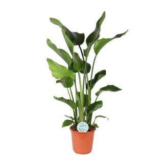 Witte Paradijsvogelplant, Tropische Groene Plant, Strelitzia Nicolai,  Ø24cm - ↕110cm