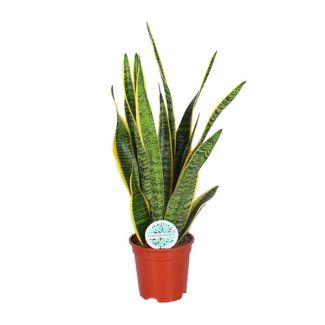 Vrouwentong,  Goudrandplant, Zwaardvormig Donkergroen Blad met Gele Rand, Sansevieria Laurentii - Ø17cm - ↕60cm