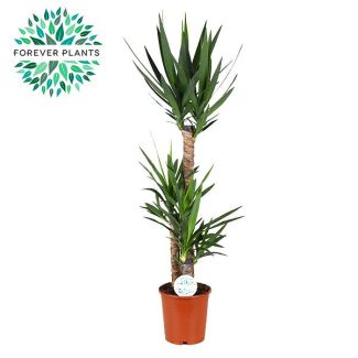 Yucca, Onderhoudsvriendelijke kamerplant 125 cm hoog - groenblijvende succulente