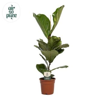 aVioolbladplant, Tropische Kamerplant, Ficus Lyrata  Ø17- 60cm Hoog