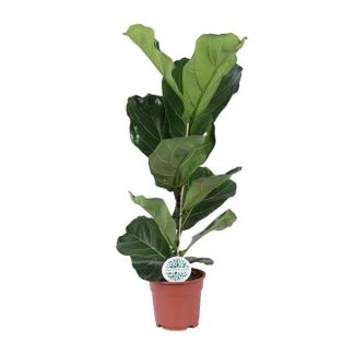 Vioolbladplant, Tropische Kamerplant, Ficus Lyrata  Ø17- 60cm Hoog