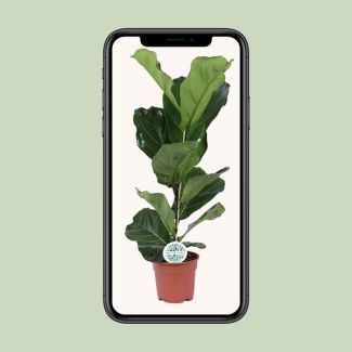 Vioolbladplant, Tropische Kamerplant, Ficus Lyrata  Ø17- 60cm Hoog