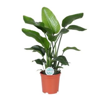 paradijsvogelbloem Tropische Groene Plant, Strelitzia Nicolai,  Ø21cm - ↕80cm