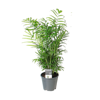 Mexicaanse Dwergpalm, Kamerplant, Palm, Chamaedorea Elegans  Ø14cm - ↕55cm