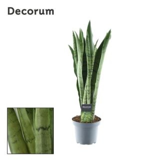 Vrouwentong, De Slangenplant, Zwaardachtig lichtgroen Blad met zilverachtige Vlekken/Strepen, Sansevieria Zeylanica  Ø14cm - ↕55cm