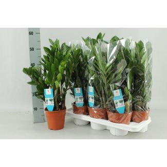 Zamioculcas Zamiifolia - Ø14cm - ↕55cm