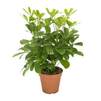 Parapluplant, Groene Plant, Schefflera Nora - Ø13- 35cm Hoog
