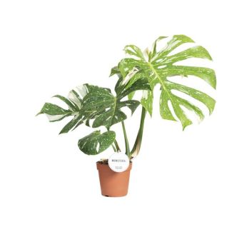 Zwitserse Kaasplant, Bonte kleur, Monstera Thai Constellation - Ø15cm - ↕40-50cm