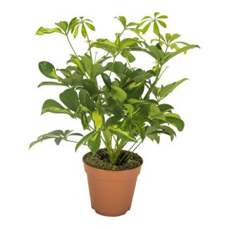 Paraplu-Plant, Groene Kamerplant, Schefflera Gerda - Ø13cm - ↕35cm