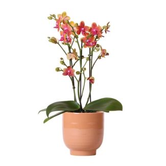 Mooie Vlinder Orchidee, Kleur Oranje, KadoTip, Glanzend Sierpot Kleur Cognac, Potmaat Ø12cm ,bloeiende kamerplant